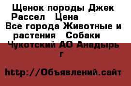 Щенок породы Джек Рассел › Цена ­ 50 000 - Все города Животные и растения » Собаки   . Чукотский АО,Анадырь г.